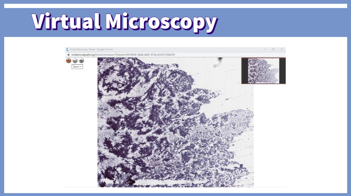 Virtual Microscopy Sample Exam And Practice Tutorial Are Now Available ...